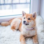 pexels-valeria-boltneva-1805164