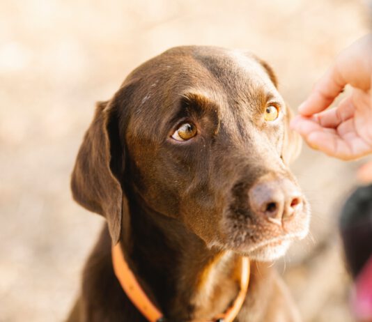 Rescue Remedy pomáhá v nouzových situacích ve zvířecím světě