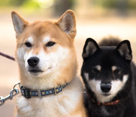 Oblíbená japonská psí plemena, která se mohou stát i vaším společníkem