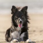 animal-975335_960_720
