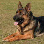dog-2144031_960_720