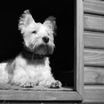 dog-2486898_960_720
