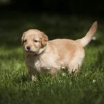 dog-3033950_960_720