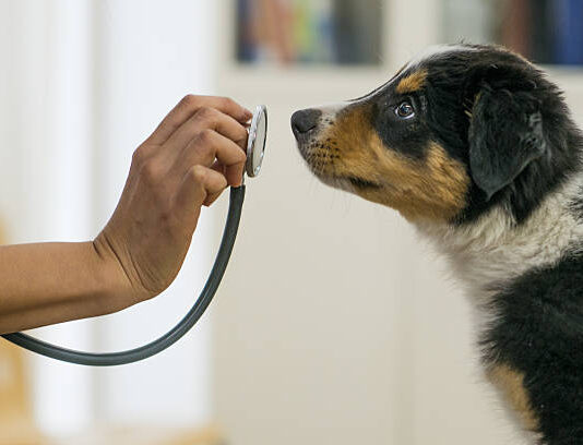 Hledáte veterináře pro menší zvířata v okolí Hradce Králové? Vsaďte na MVDr. Šárku Staňkovou