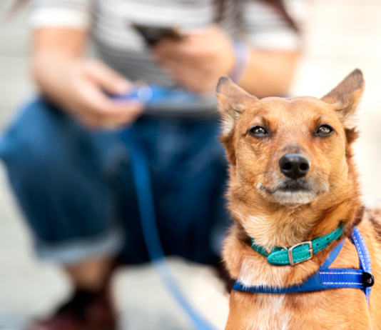Mars bojuje za adopci v rámci Mezinárodního dne domácích mazlíčků bez domova