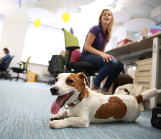Poptávka po pet-friendly kancelářích stále roste