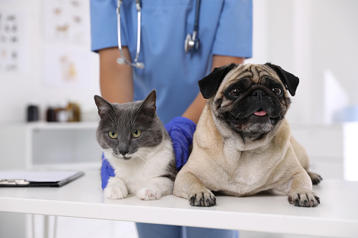 Hledáte kvalitní veterinární péči? Zavítejte na Veterinární kliniku Vethope