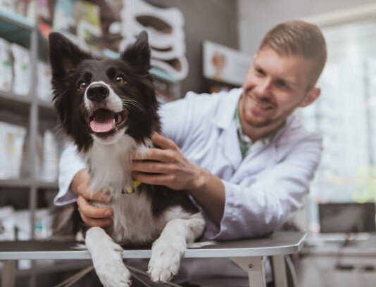 Víte, kde v Neratovicích je vám k dispozici kvalitní veterinář i pohotovost?