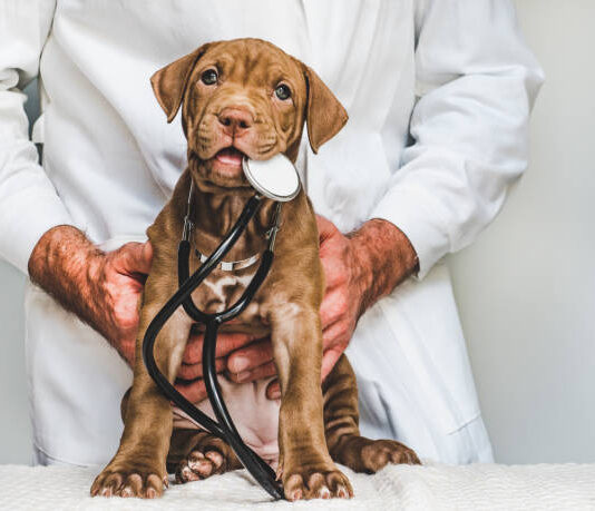Vyzkoušejte kvalitní veterinární ordinaci MVDr. Lubomíra Vojtka