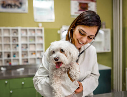 Kvalitní veterinář pomůže vašim domácím mazlíčkům a ušetří vám spoustu trápení