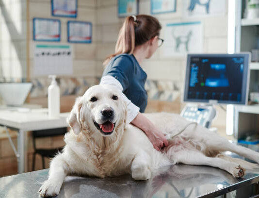 Hledáte kvalitní veterinární službu? Pomůže vám Veterina Rakovník s.r.o.