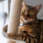 Bengal cat