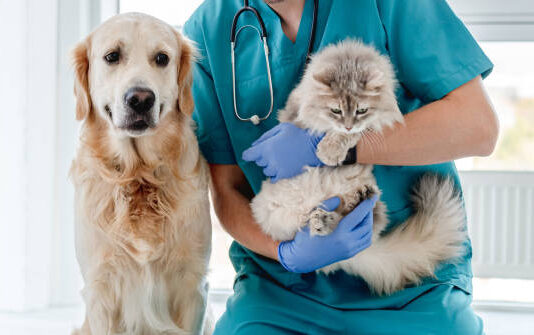 Má váš domácí mazlíček k dispozici kvalitního veterináře?
