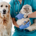 Smiling vet with golden retriever dog and fluffy cat in veterinarian clinic
