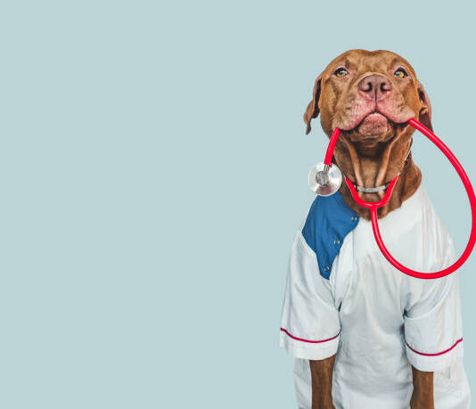 Hledáte kvalitního veterináře nebo veterinární pohotovost?