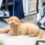Mars_Pets_At_Work_308